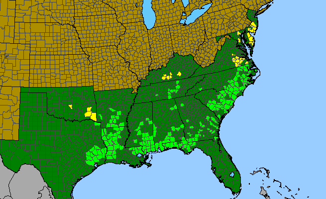 The range of Ludwigia hirtella